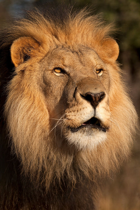 Framed Small - Lion At Sunset By Jimmy'z - Light Brown