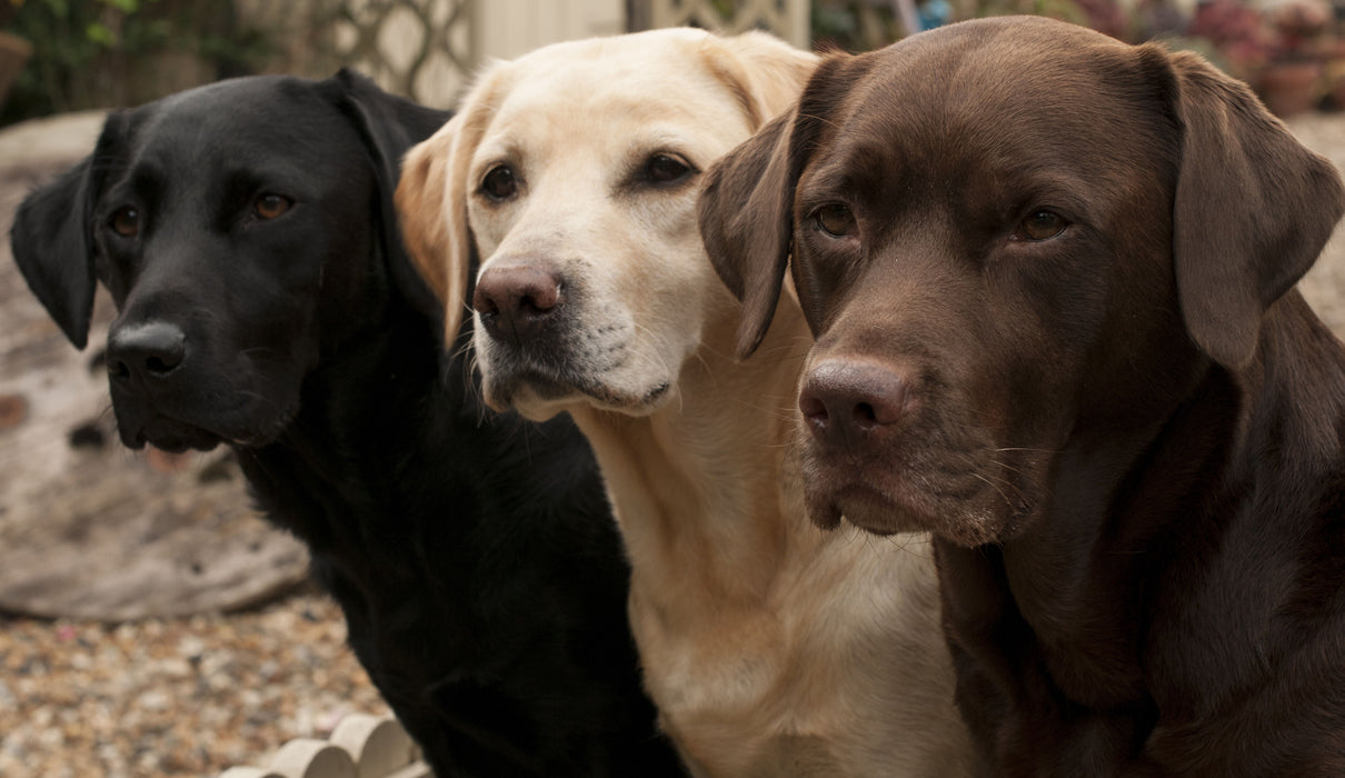 Framed - Three Shades Of Loyalty - Light Brown