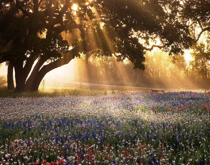 Small - Morning Meadow Sunrise By Danita Delimont - Light Brown