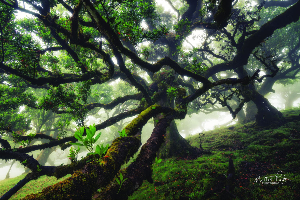 Small - Tentacles By Martin Podt - Green