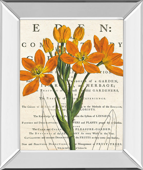 Eurphoria Botany By Sue Schlabach - Mirror Framed Print Wall Art - Orange