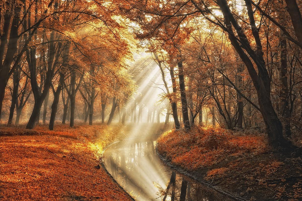 Little Black Duck By Lars Van De Goor (Small) - Orange