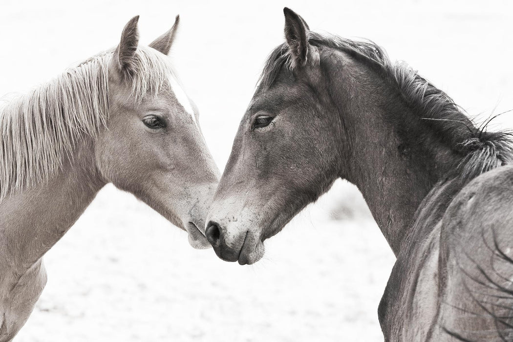 Framed - Gentle Herd By Danita Delimont - Dark Gray