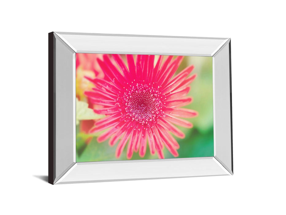 Pink Gerbera By Susan Bryant - Mirror Framed Print Wall Art - Pink