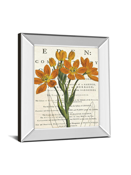 Eurphoria Botany By Sue Schlabach - Mirror Framed Print Wall Art - Orange