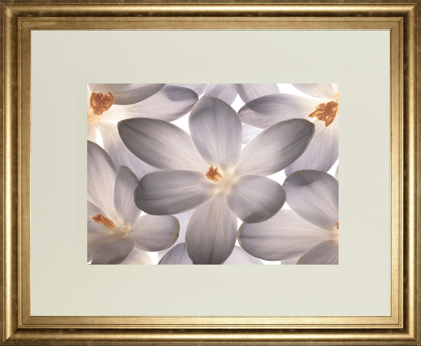 Petal Perfect By Assaf Frank - Framed Print Wall Art - Dark Gray