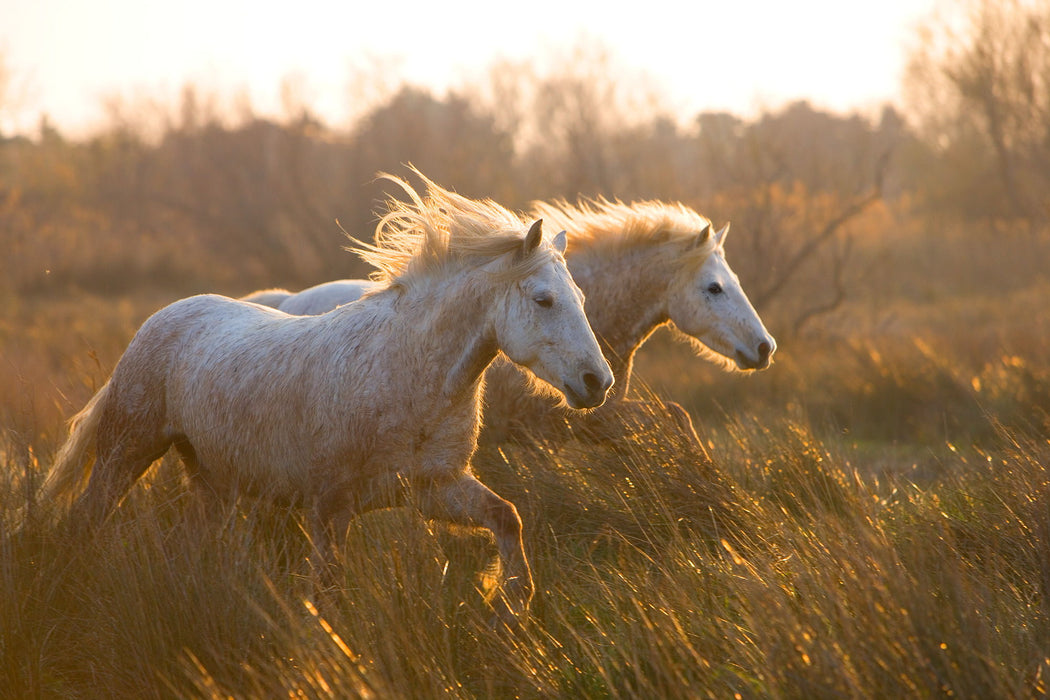 Small - Two Horses Galloping By Jimmy'z - Light Brown