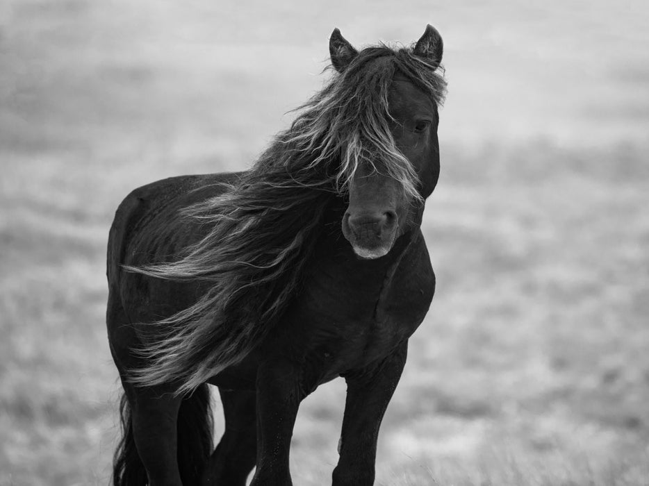 Framed Small - Iclandic Mare By Carol Walker - Dark Gray