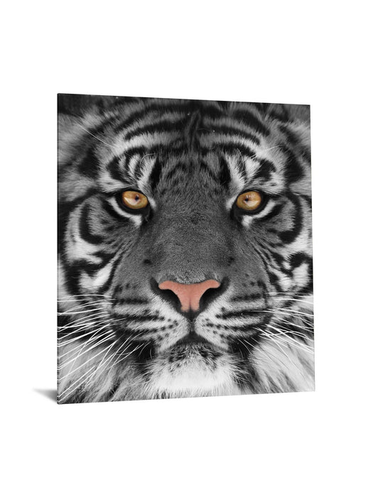 Floating Tempered Glass With Foil Tiger - Dark Gray