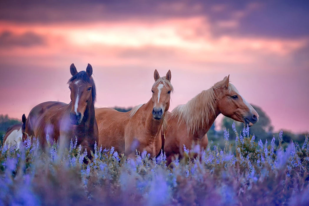 Tempered Glass With Foil - Three Horses - Purple