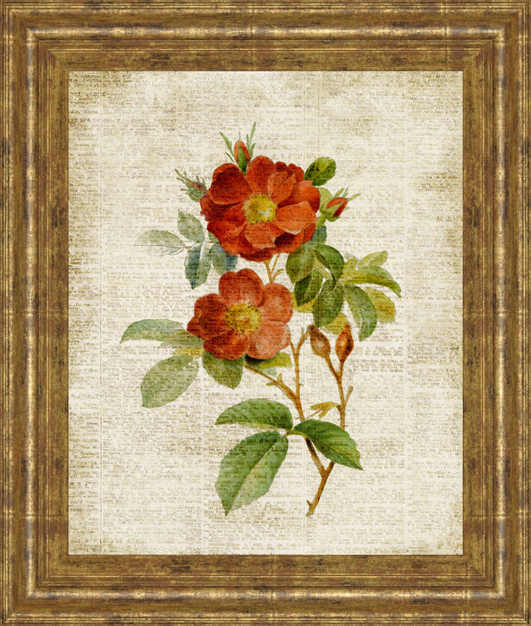 Roses On Newsprint Il By Lanie Loreth - Framed Print Wall Art - Beige