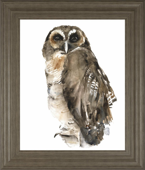 22x26 Watercolor Owl I By Jennifer Paxton Parker - Dark Gray